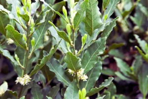 Alloro in casa: dove posizionarlo per attirare fortuna e respingere gli insetti